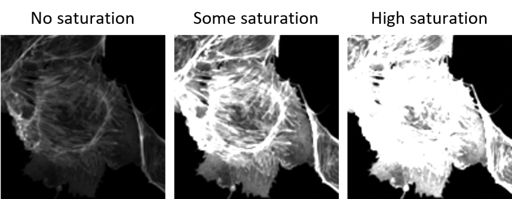 Set of three images of the same fluorescently stained cell (white on black background) illustrating no saturation, some saturation, and high saturation.