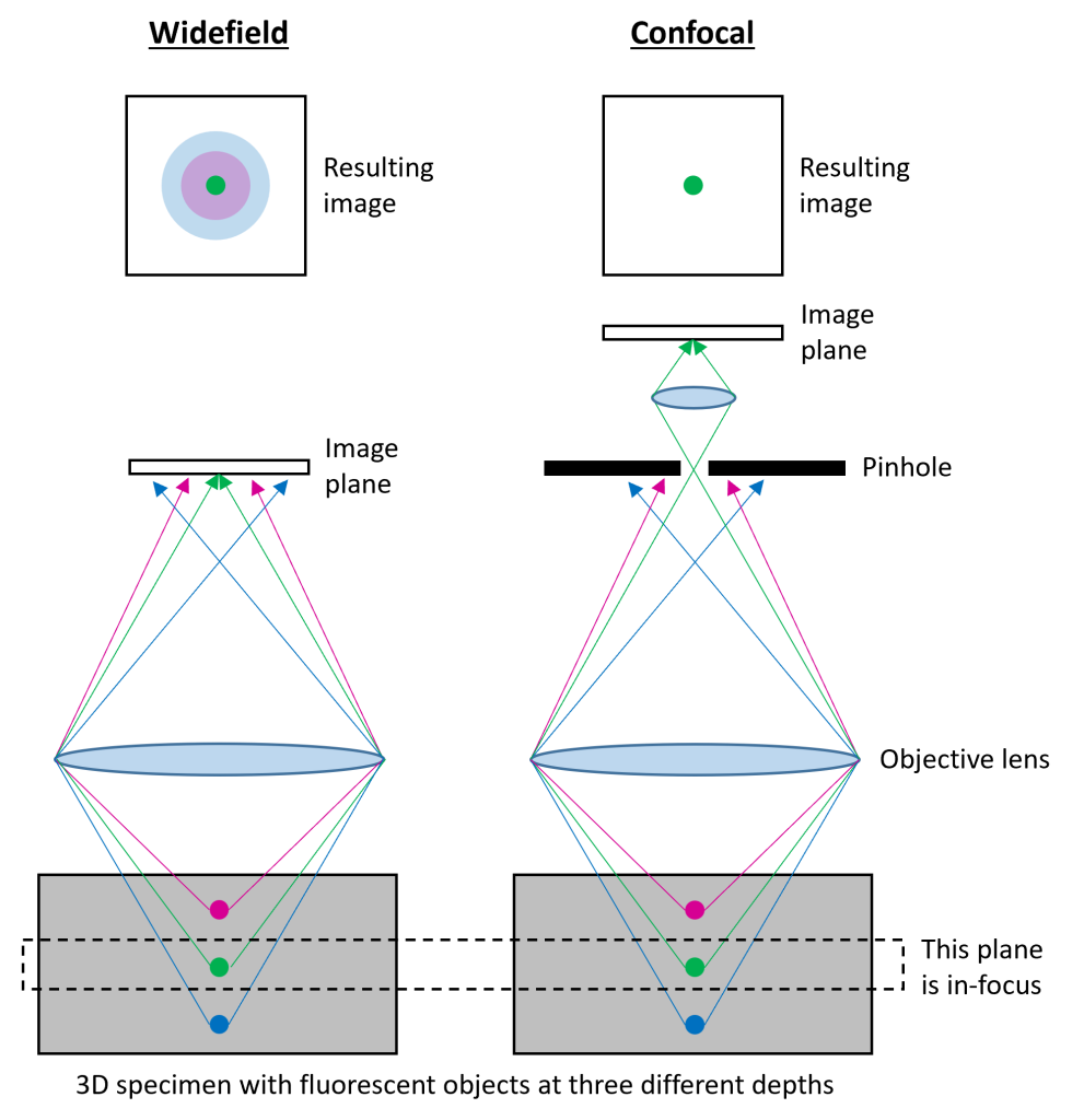 Diagram illustrating how out-of-focus light distorts images in widefield but is removed by the pinhole in confocal to produce a clearer image.