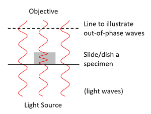 Illustration of light waves passing through nothing or an object. The light wave going through the object is delayed in phase relative to the waves that didn't go through the object.