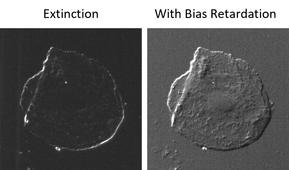 Two images showing a cell under DIC microscopy. One image shows extinction conditions where the cell edges are highlighted in white on a black background. The other image shows with bias retardation the cell appears as if etched in stone.