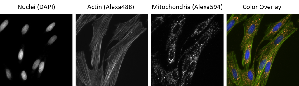 Four images of fluorescently stained cells. First image shows nuclei (DAPI), second shows actin (Alexa 488), third shows mitochondria (Alexa 594), and the fourth shows an overlay of all three. The overlay is in color but the others are grayscale.