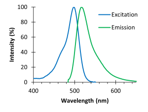 Plot of the excitation and emission spectra of a fluorophore. X axis is wavelength; y axis is intensity. Excitation spectrum is skewed left and peaks around 490 nm. Emission spectrum is skewed right and peaks around 510 nm.