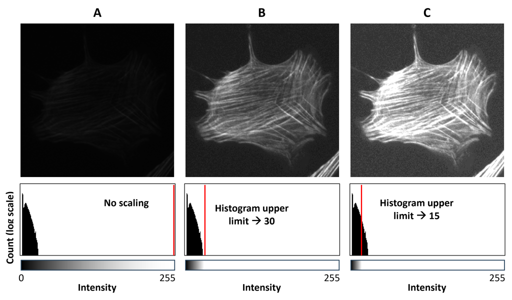 Set of three images and their associated histograms illustrating how changing the upper intensity scaling limit increases the brightness of the image.