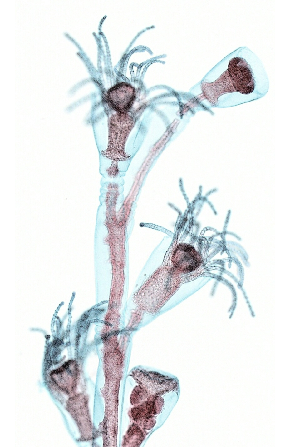 Cover image for Light Microscopy Training Primer