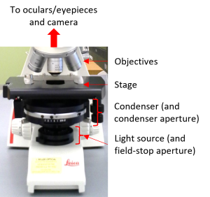 Upright microscope labeled with the parts described in the main text.