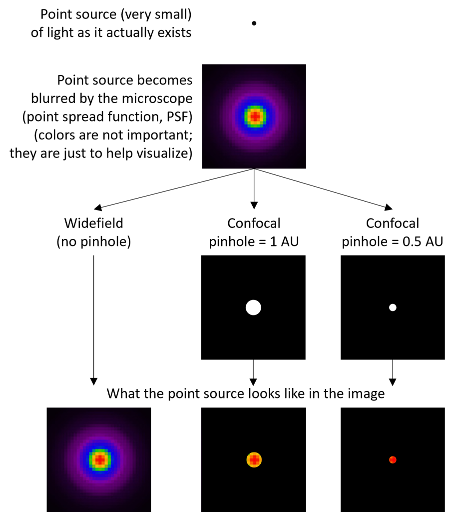 Diagram showing a point source (small dot), its point spread function (PSF), and how the PSF is reduced in size by the confocal pinhole.