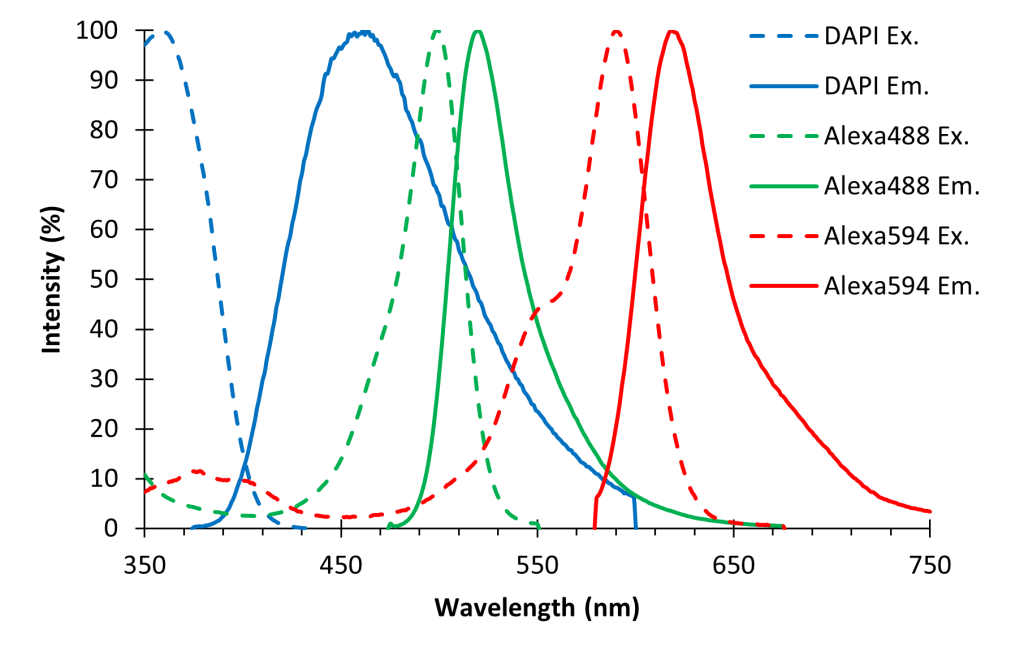 Plot of the excitation and emission spectra of a blue, a green, and a red fluorophore. The spectra are spaced in that same order from low to high wavelength on the x-axis.